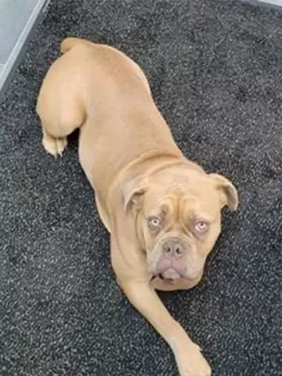 Office dog Gingi, a brown dog lying on black carpet, providing emotional support and comfort to patients at Zen Dental.